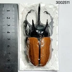Dynastidae Eupatorus Gracilicornis Ssp. About 81MM A1 #2511 North Thailand New. Price: $23.00.