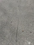 Hobie Cat 16 Dolphin Striker Rod And Nuts Used. Price: $125.00.